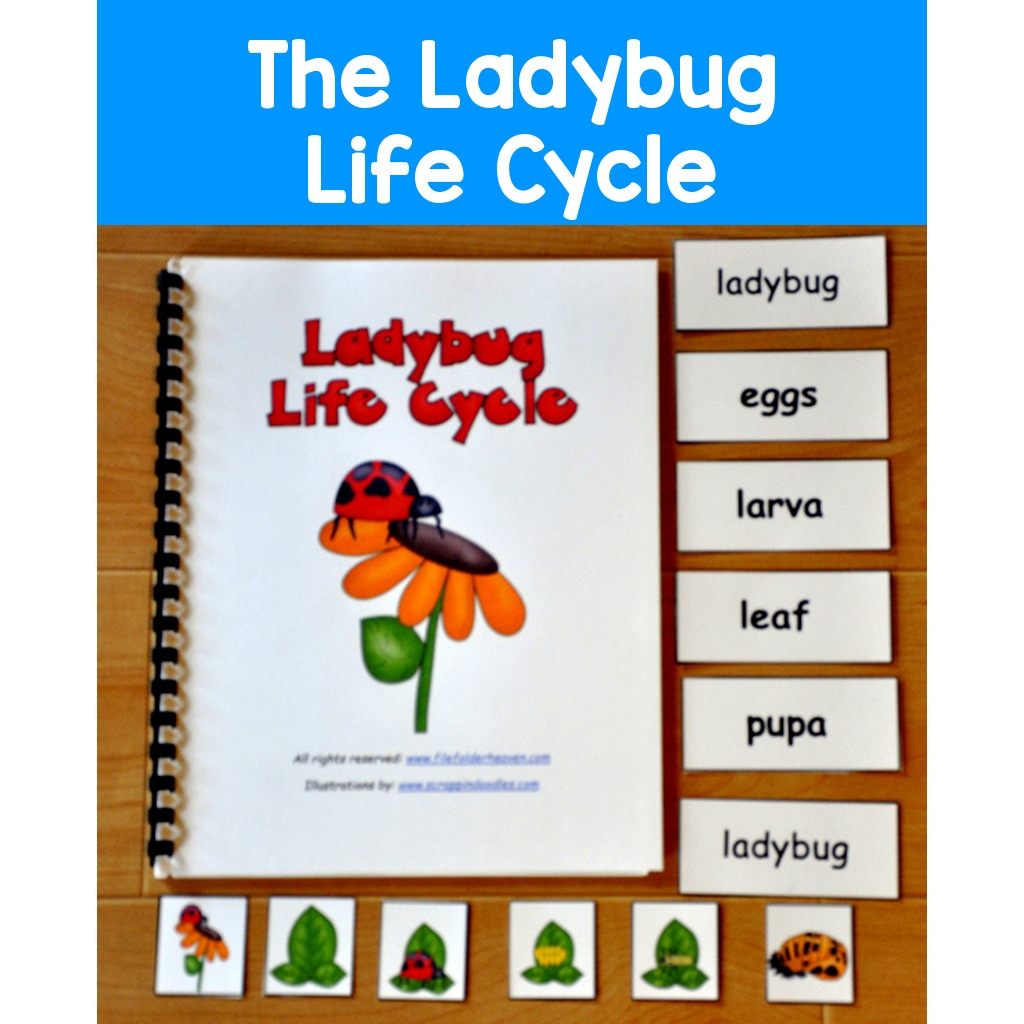 The Ladybug Life Cycle Adapted Book