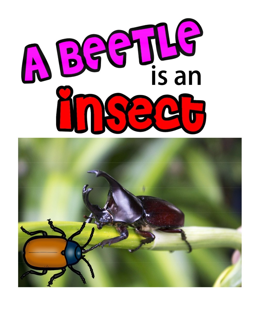 A Beetle is an Insect digital adapted book for special education