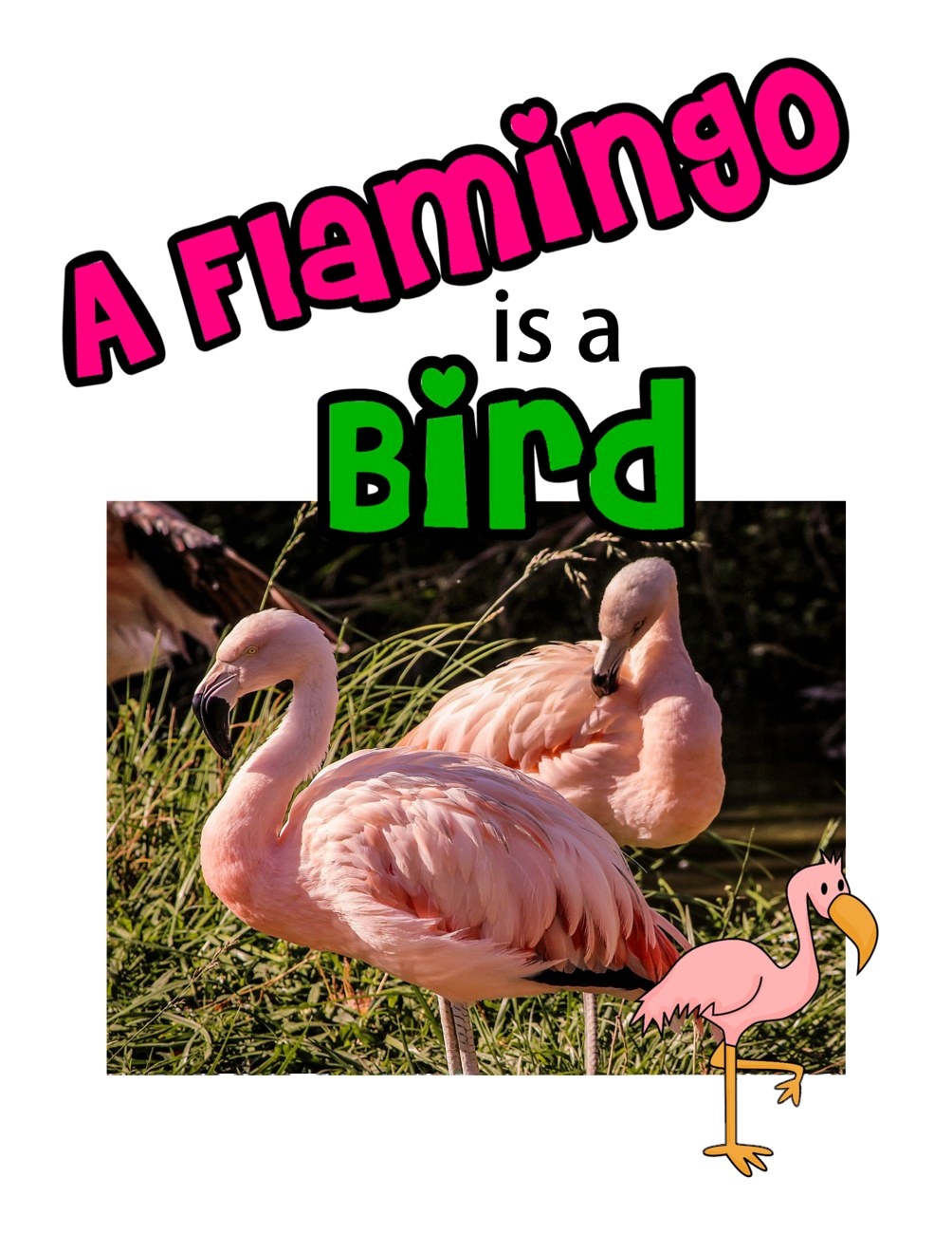 A Flamingo is a Bird digital adapted book for special education