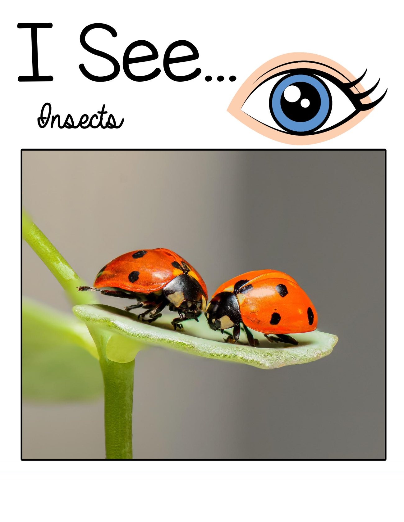 I See… Insects interactive adapted book