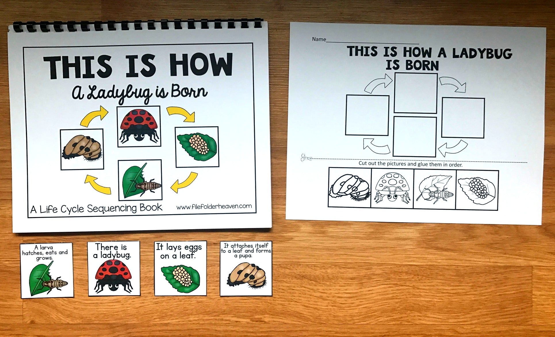 Ladybug Life Cycle Sequencing