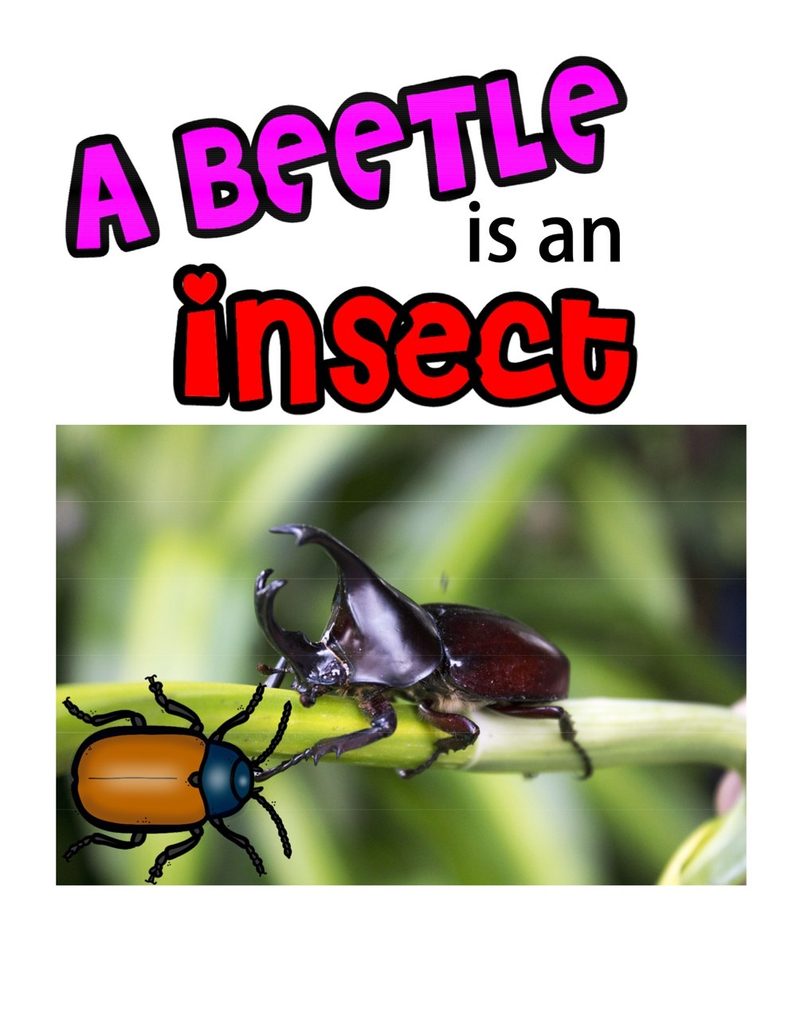 A Beetle is an Insect digital adapted book for special education