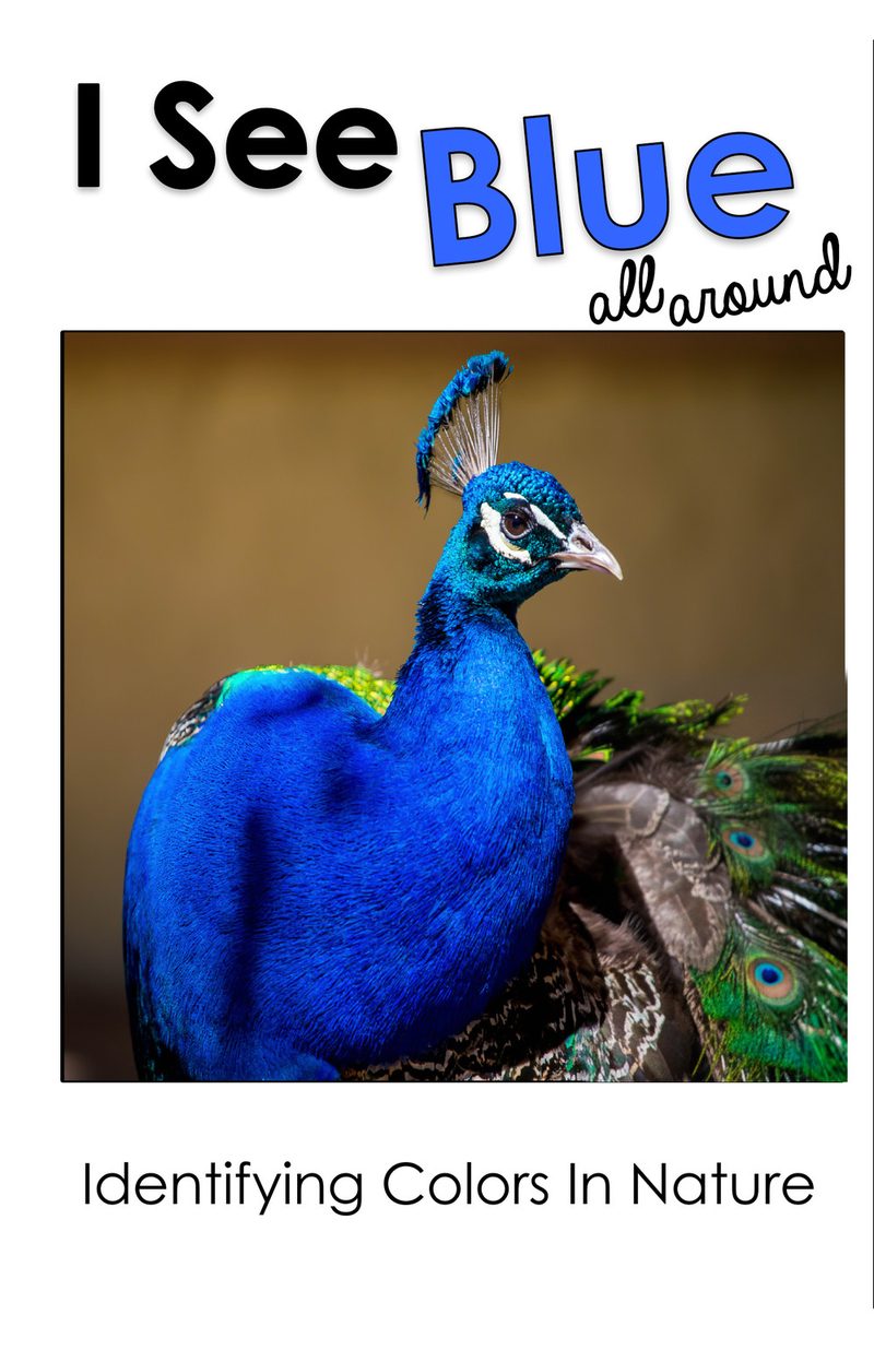 I See Blue All Around interactive adapted book