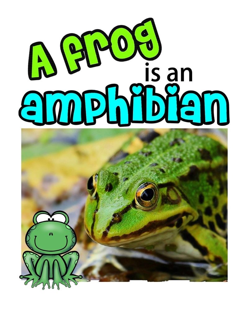 A Frog is an Amphibian digital adapted book for special education